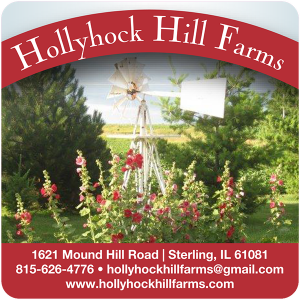Hollyhock Hill Farms cheese label from Sterling, Illinois.